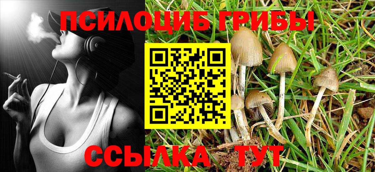 Псилоцибиновые грибы Cubensis Новотроицк